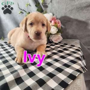 Ivy, Fox Red Labrador Retriever Puppy